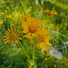 Image result for Heteropyxis dehniae