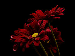 Black flowers are unique in their appearance. Images Wine Color Flowers Chrysanths Closeup Black Background