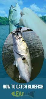 Pin On Fishing Guide Tricks