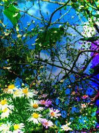 Aesthetic Daisy Photography Beauty October Aesthetic Photography Daisy