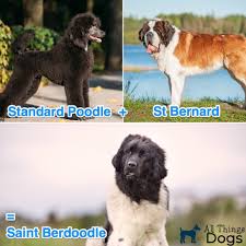 You can find some puppies priced at $700 or less, but other breeders will charge as much as $1,000 or more for a puppy. Saint Berdoodle The Fluffy Giant Teddy Bear St Bernard Poodle Mix All Things Dogs All Things Dogs