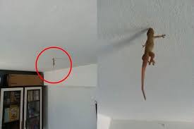 Check spelling or type a new query. Wow Posisi Cicak Di Atas Dinding Ini Langka Banget Pasti Kamu Gak Pernah Melihatnya Paling Seru