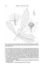 Image result for Pseudo Agrostistachys