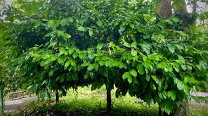 Image result for Napoleonaea septentrionalis