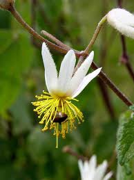 Image result for Sparrmannia ricinocarpa