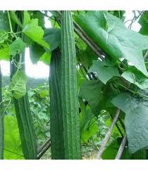 Image result for Cucumis aculeatus