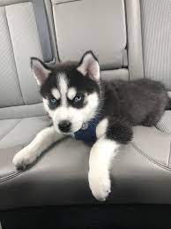 Meet Jasper Our Cute 9 Week Old Puppy Husky Huskies Cute Husky Puppies Husky Puppy Puppies