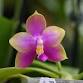 Ohio Plant Show