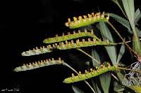 Image result for Bulbophyllum prorepens