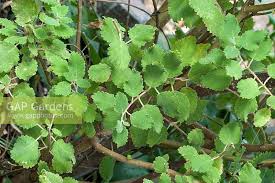 Image result for Tetradenia