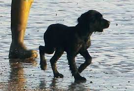 Via instagram äußern sich nun auch herzogin kate und prinz william zu dem tod von prinz philip. Lupo Cambridge Dog Of Prince William And Catherine Kate Gives Interview Http Www Sea Prince William And Catherine Celebrity Dogs Prince William And Kate