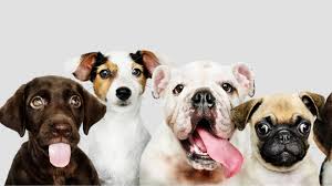 Utica Ny Pet Adoption Adopting Dog Cat A Cure For Pandemic Blues