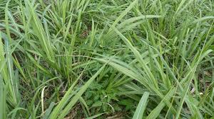 Image result for Vigna reticulata