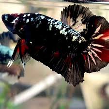 Panen ikan cupang avatar & review mutasi warna ikan cupang avatar. Shopee Indonesia Jual Beli Di Ponsel Dan Online