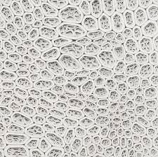 Cell Texture Texture Art Patterns In Nature Texture Inspiration