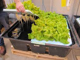 Check spelling or type a new query. How To Get Started With Hydroponics Hello Homestead