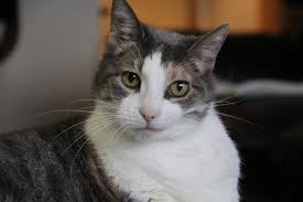 We guarantee you'll fall in love. The Pixie Project Pistachio Adopted Non Profit Animal Shelter And Rescue Dog And Cat Adoptions Pet Adoption In Portland Oregon 97232