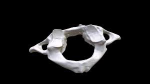 In anatomy, the atlas (c1) is the most superior (first) cervical vertebra of the spine and is located in the neck. Human Atlas C1 Vertebra Download Free 3d Model By Eric Bauer Ebauer4 0365733