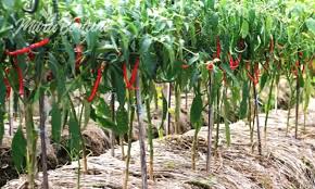 Cabe merupakan komoditas yang menarik untuk dibudidayakan, baik untuk konsumsi sendiri maupun usaha. Cara Tanam Cabe Rawit Di Kebun
