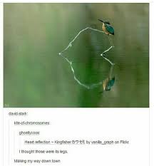 A Little Bird With A Big Step Animal Memes Funny Animal Memes Funny Memes