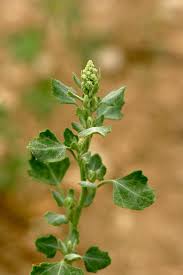 Image result for Chenopodium opulifolium