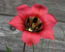 Image result for Romulea