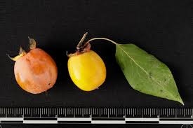 Image result for Diospyros virgata