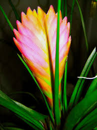 You can find tropical flowers in many gardens somehow, if you want to plant some tropical flowers, you can. Pin On Tropical Landscaping Ideas