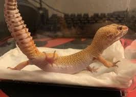This is 5 baby leopard gecko common problems that are easy to fix and we explain it all in this baby leopard gecko video. Why Does My Leopard Gecko Arch His Back Reptile Jam