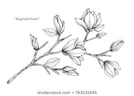 Magnolia Flower Drawing Sketch Black White Image Vectorielle De Stock Libre De Droits De 763530967 Dessin Fleur Fleur De Magnolia Dessin De Fleurs Au Crayon