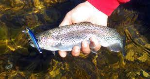 4 Best Lures For Stream And River Trout Fishing Ud Fishingtackle Trout Fishing Trout Fishing Tips Trout