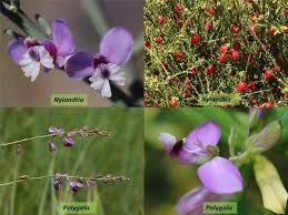 Image result for Polygalaceae