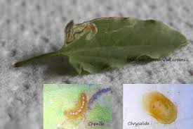 Image result for Stigmella freyella