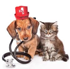 ACHTUNG GIFTKÖDER! in Oberhausen Hier hat heute (01.07) ein Hund Gift  gefressen und ist etwas später beim Tierarzt daran verstorben. Der Tierarzt  vermutet Rattengift. Beim Spaziergang am Karree: >>> Ruhrorter Straße -