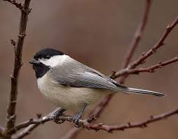Birds Native To Virginia Chickadee In Virginia One Of The Many Grateful Birds We Feed During The Cold Winter Months Here In The Blue Ridge Backyard Birds Beautiful Birds Little Birds