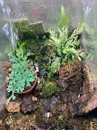 Image result for Bolbitis