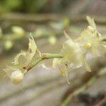 Image result for Rhipidoglossum pulchellum