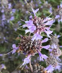'pozo blue' is a hybrid of s. Pozo Blue Salvia A Slo County Native Plant Ca Gardens San Luis Obispo Tribune