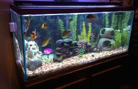 How Many African Cichlids Can You Keep In One Tank? | Tank Facts