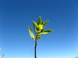 Image result for Euphorbia guerichiana