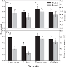 Image result for Halopyrum mucronatum