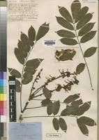 Image result for Millettia drastica