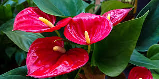 Check spelling or type a new query. 10 Plants That Symbolize Love Westwood Gardens