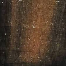 Image result for Diospyros crassiflora