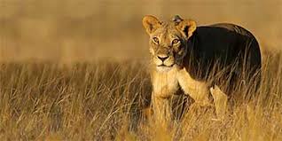 Maybe you would like to learn more about one of these? South Africa National Parks Game Reserves A Z List