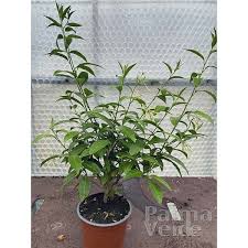 Image result for Cestrum nocturnum