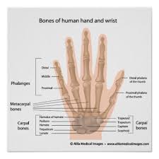 The carpal bones are the eight small bones that make up the wrist (or carpus) that connects the hand to the forearm. Bones Of The Hand Labeled Diagram Poster Zazzle Com Hand Anatomy Hand Bone Hand Therapy