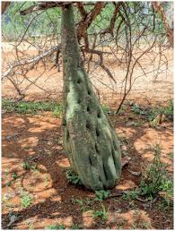 Fragrant white flowers appear in spring and continue through fall. Commiphoras Cucurbits Adenias And More Kenya 2017