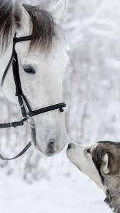 Od najładniejszych od najnowszych naj. Kon I Pies Tapeta Na Telefon Horse Wallpaper Beautiful Horses Cute Disney Wallpaper