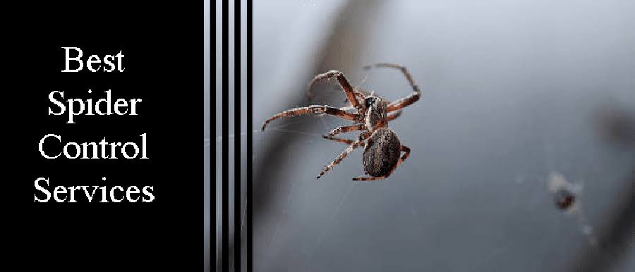 Spider Pest Control Services product image